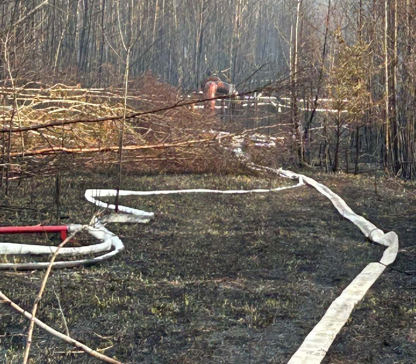 Fire hoses laid through burned forest wildfire scene